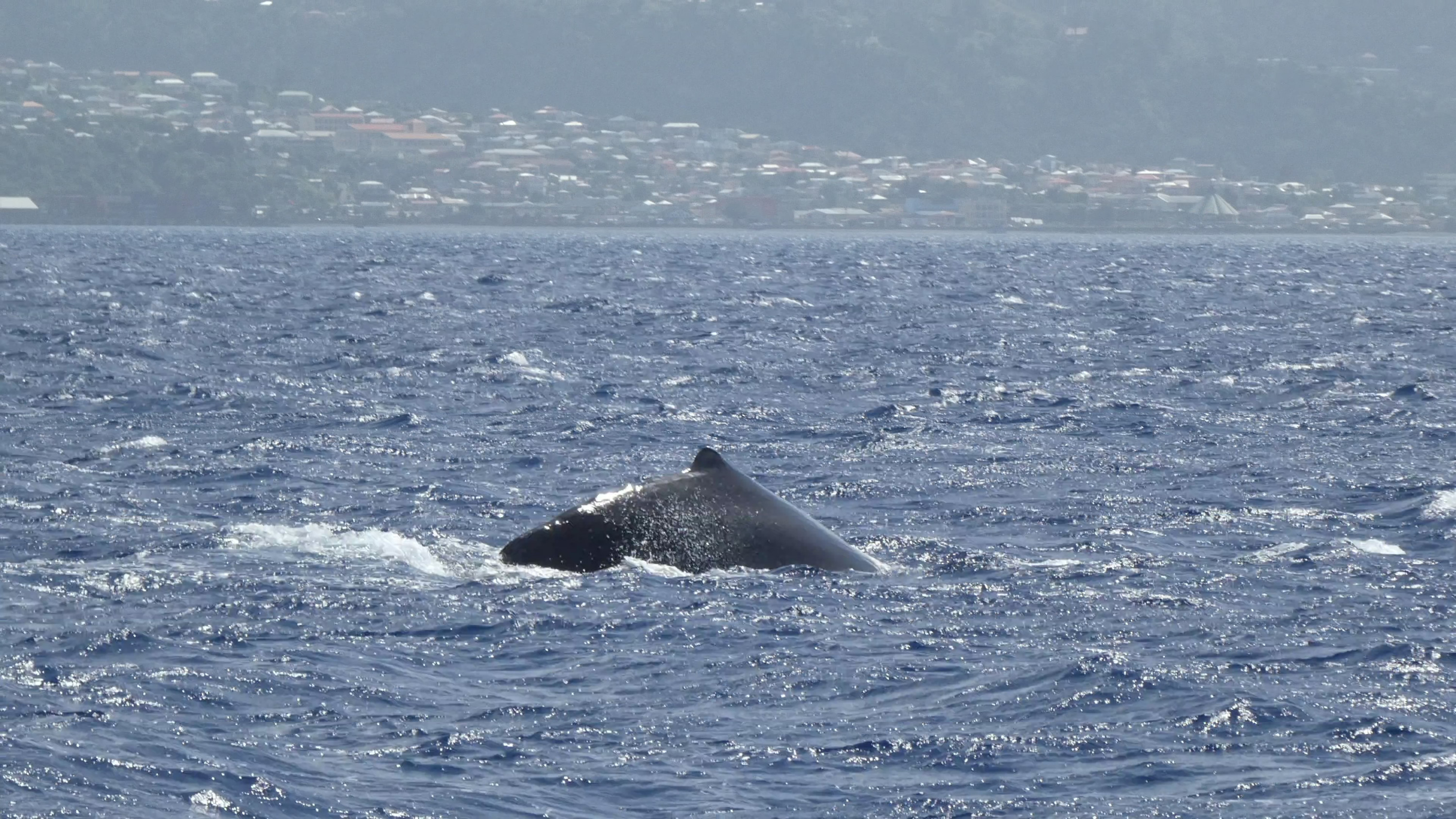 Vor Roseau (Dominica)  Karibik 2020