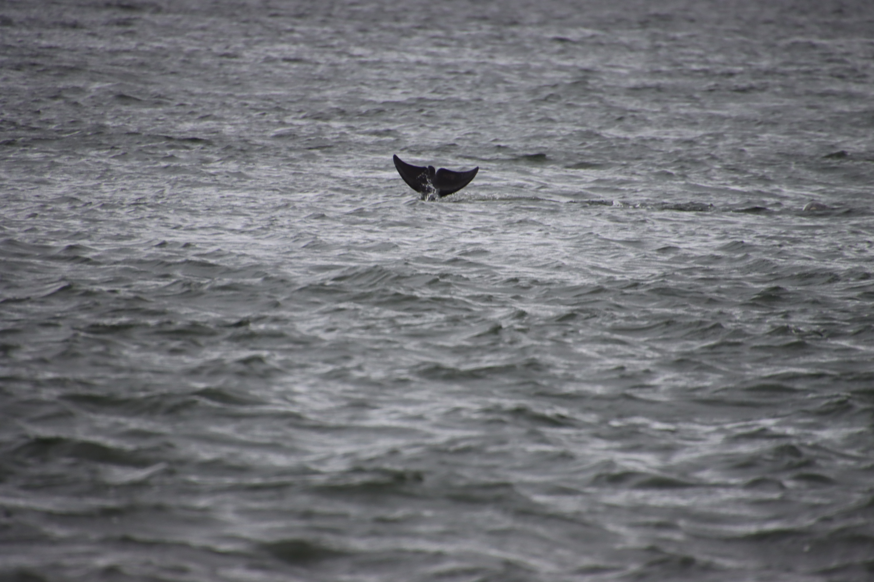 Delfine am Chanonry Point in Schottland