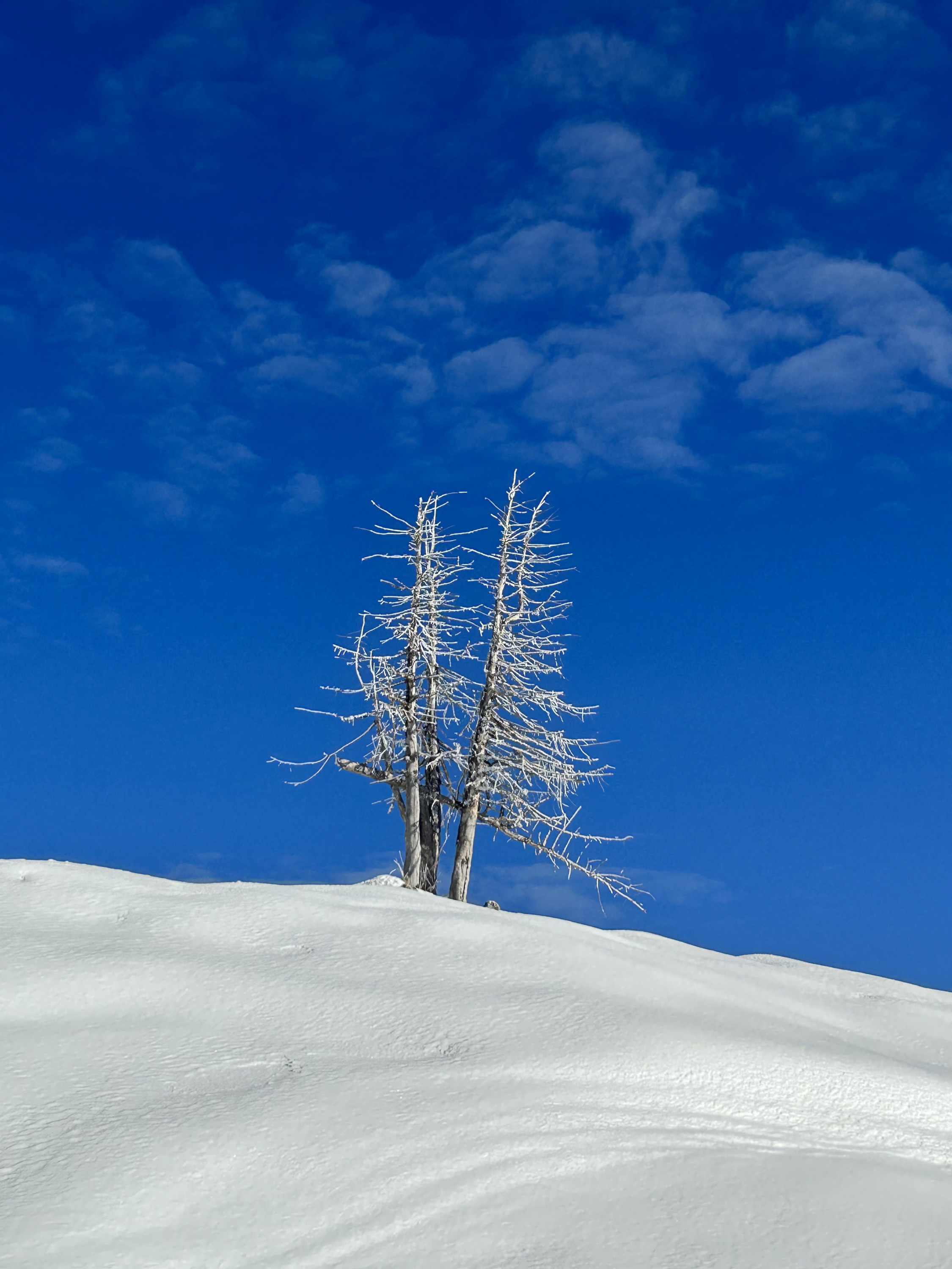 Auch in diesem Jahr: Fernab der Schiffe Schneeschuhwandern in den Kitzbüheler Alpen