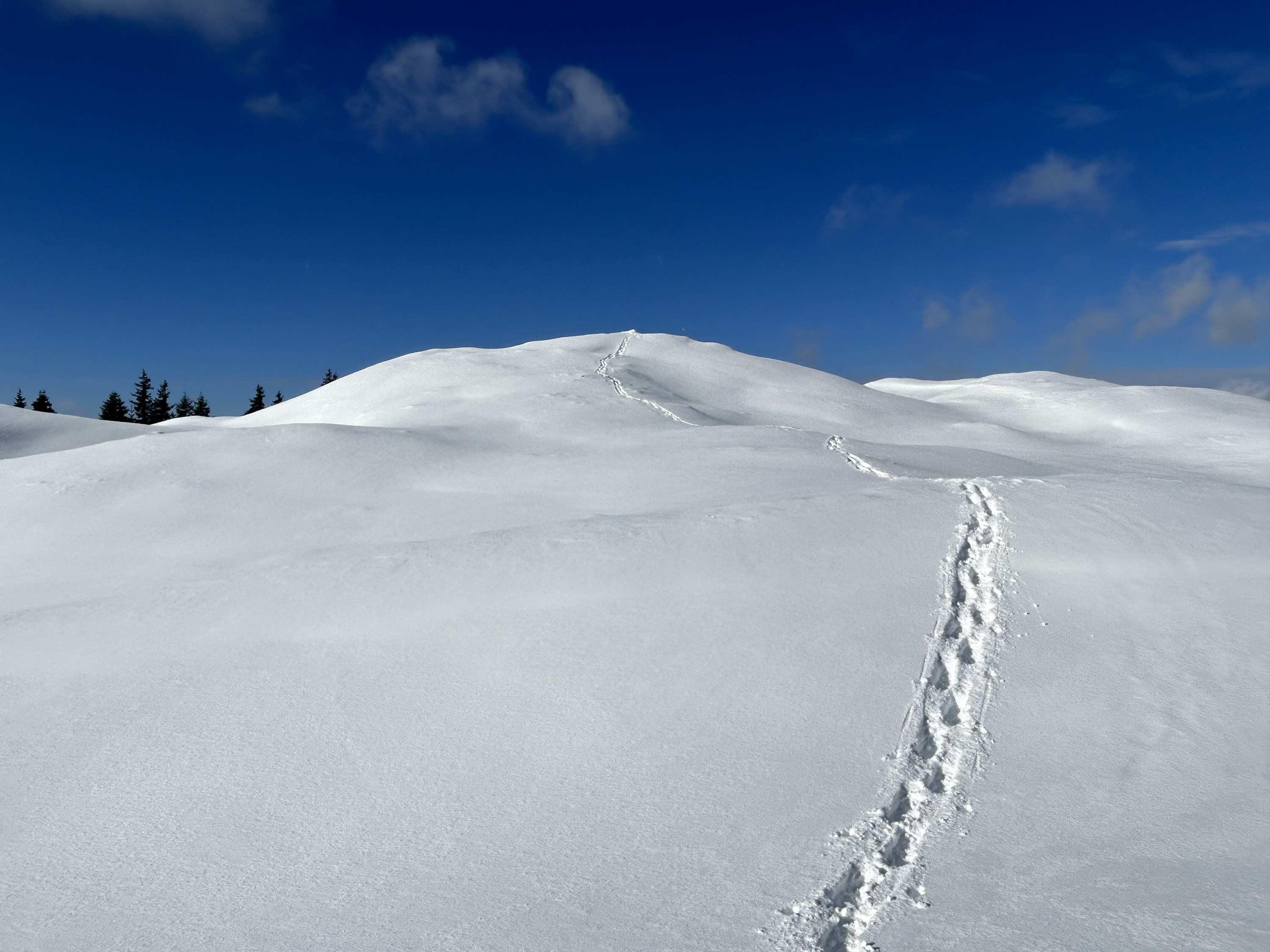 Auch in diesem Jahr: Fernab der Schiffe Schneeschuhwandern in den Kitzbüheler Alpen