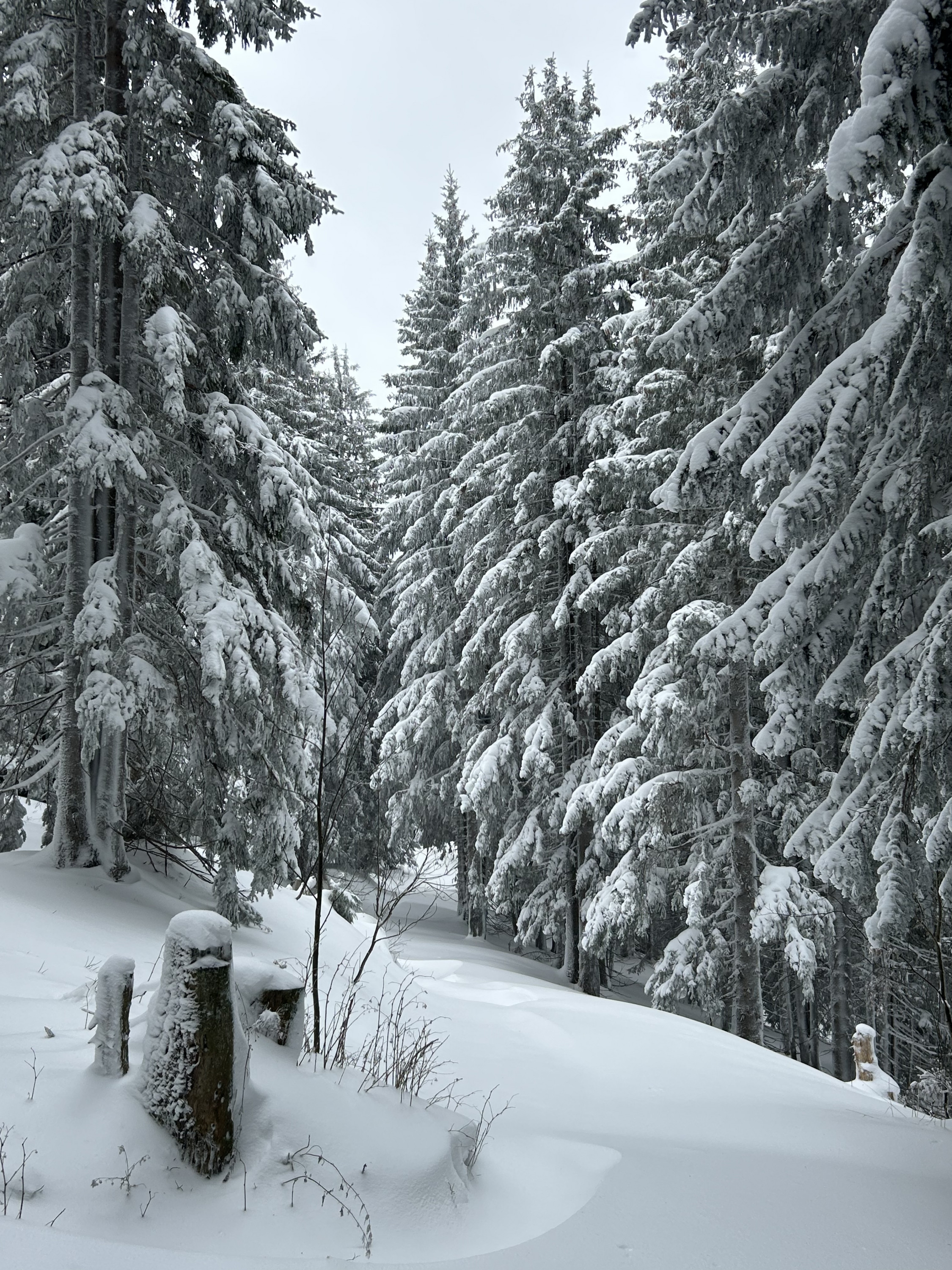 Auch in diesem Jahr: Fernab der Schiffe Schneeschuhwandern in den Kitzbüheler Alpen