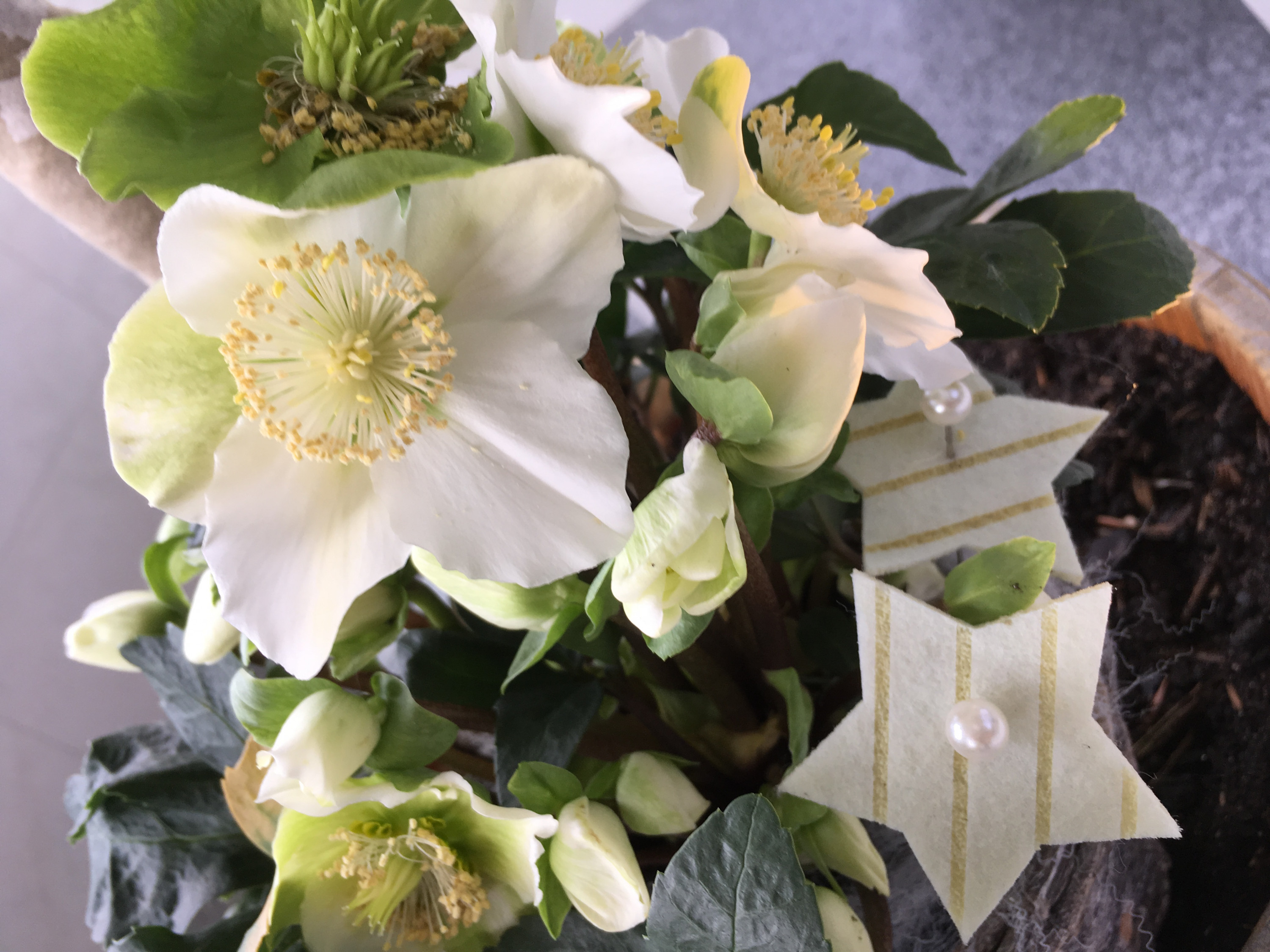 Christrosen