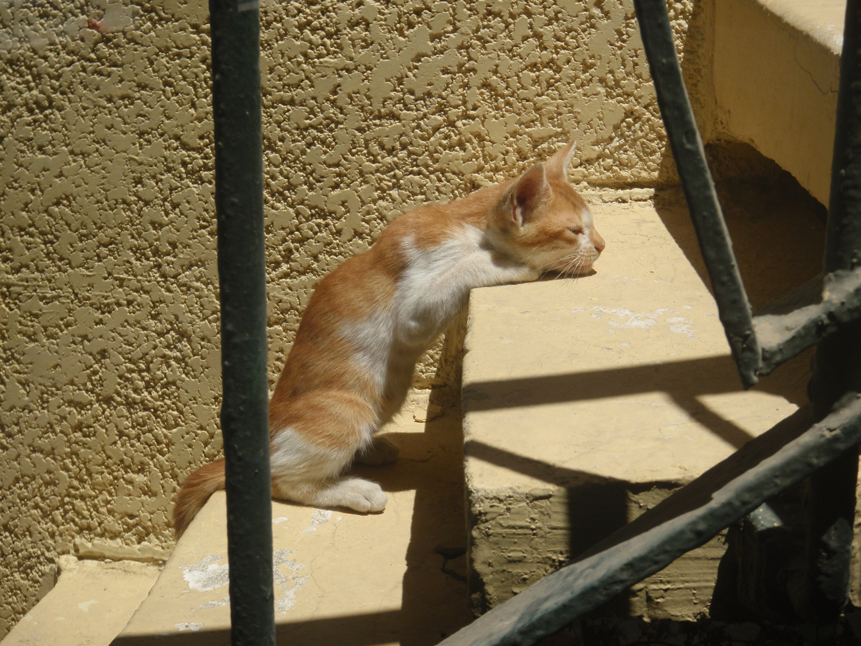 ...sie geniesst die Sonne