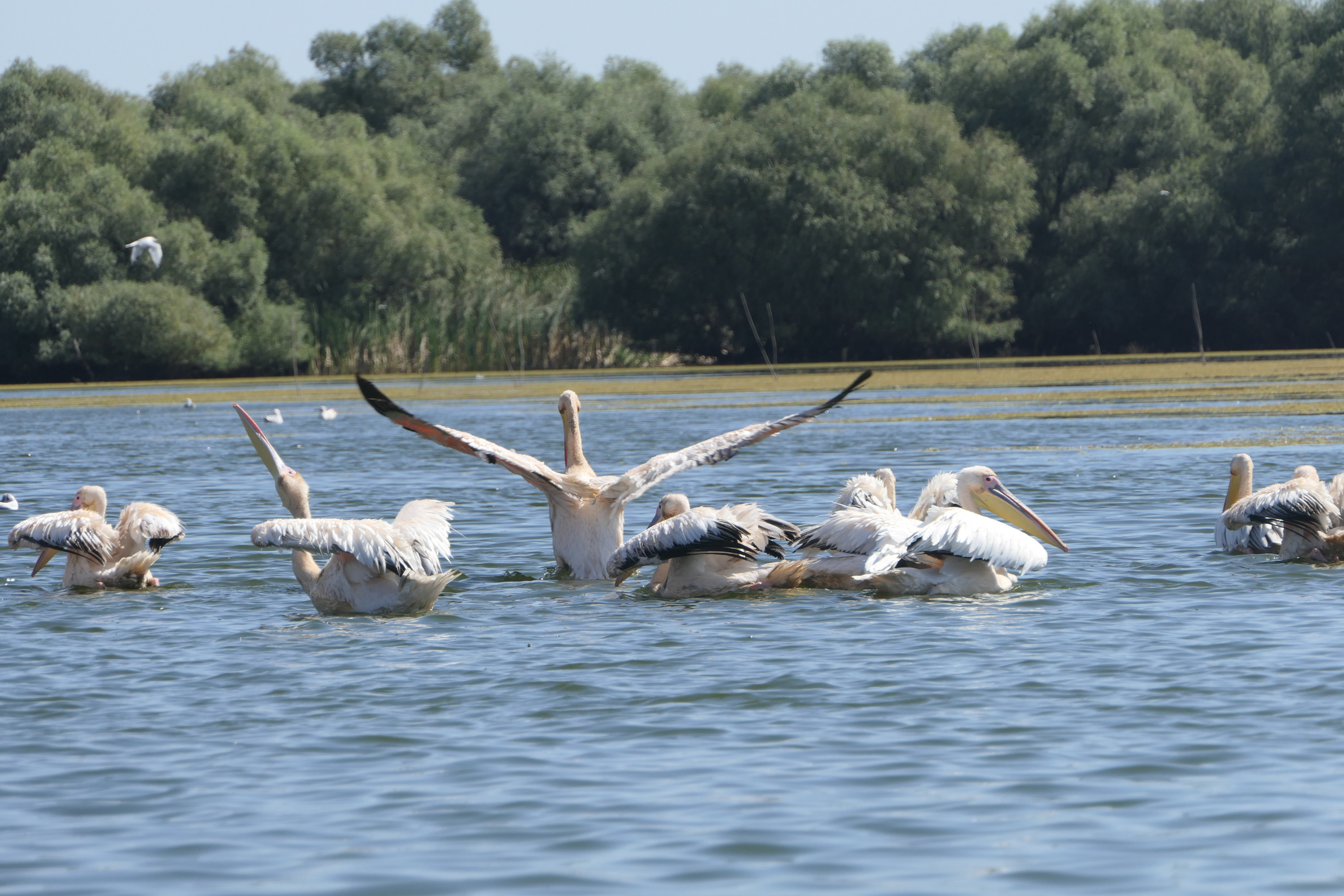 Donaudelta