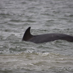 Delfine am Chanonry Point in Schottland