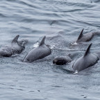 Breitschnabel-Delfine auf der Nordkap/Norwegen-Reise (09.06.22 bis 20.06.22)